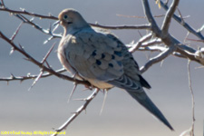 mourning dove